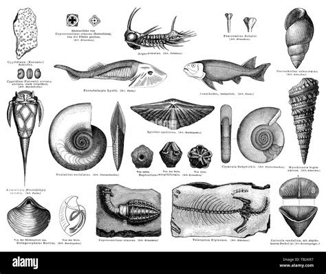 Silurian Animals