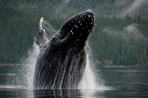 Breaching Humpback Whale, Alaska #4 by Paul Souders