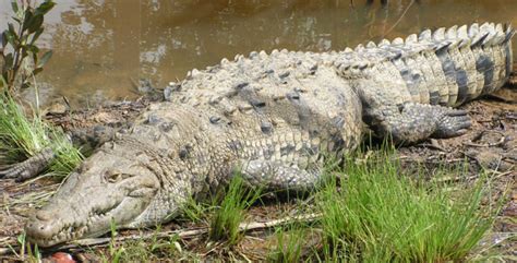 American Crocodile - Facts, Habitat and Pictures