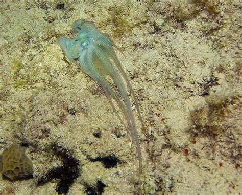 Marine Life: Atlantic Pygmy Octopus