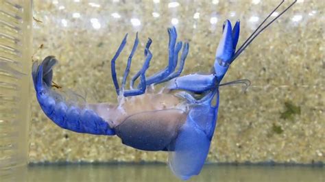 A molting blue crayfish | The Kid Should See This