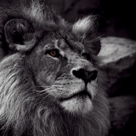 10 Most Popular Angry Lion Wallpaper Black And White FULL HD 1080p For ...