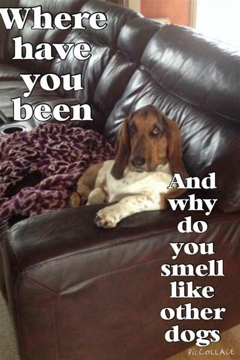 I'm waiting. ..... | Basset hound, Basset hound funny, Basset hound dog