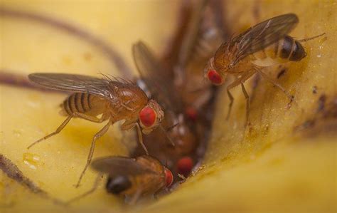 What You Ought To Know About Fruit Flies In Your Jacksonville Home