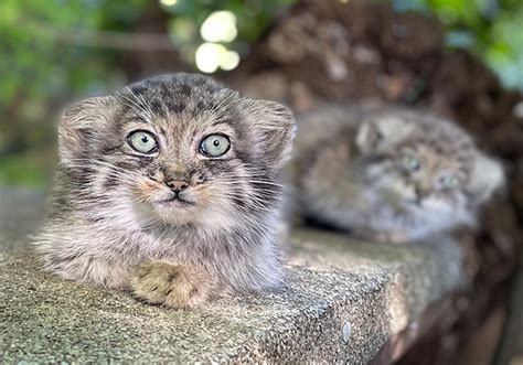 Rare Pallas’s Cat kittens make their debut at Cotswold Wildlife Park ...