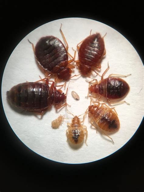 Bedbugs on Flipboard | Mayo Clinic, Bedbugs, Bed bugs