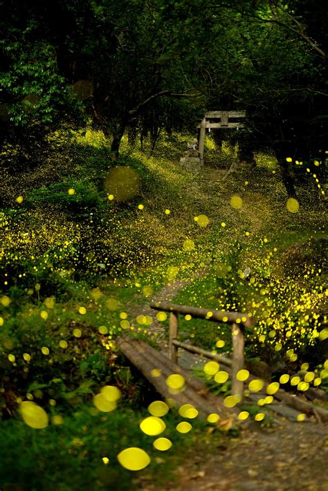 How to Photograph Fireflies | Nature TTL