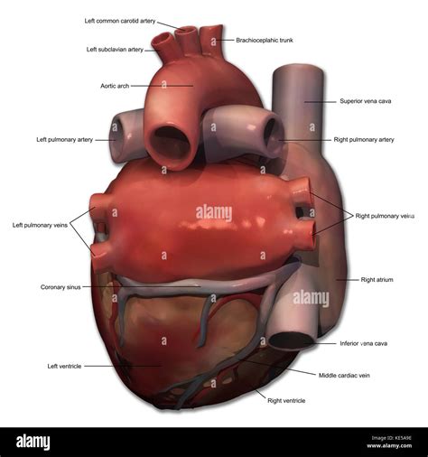 Posterior Heart Anatomy