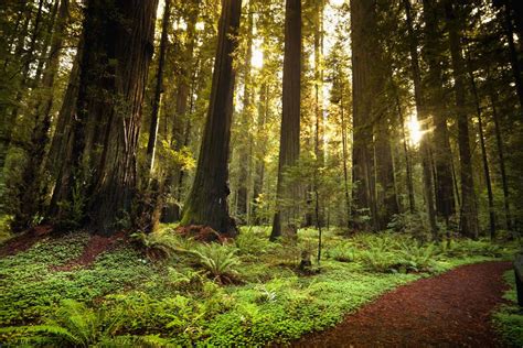 Humboldt Redwoods State Park: The Complete Guide