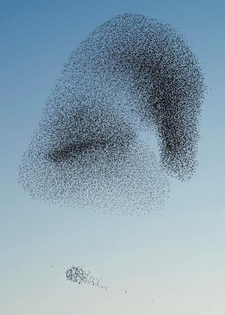 The Fascinating Phenomena of Large Swarms of Birds: Exploring Their ...