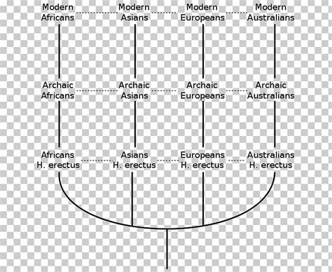 Multiregional Origin Of Modern Humans Recent African Origin Of Modern Humans Human Evolution ...