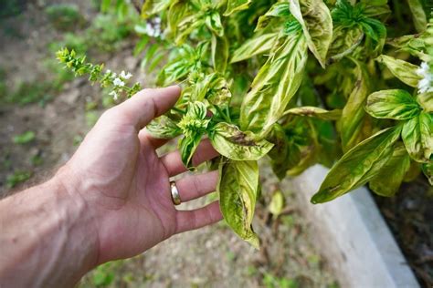 Basil Leaves Turning Brown? Here's Why - Geeky Greenhouse