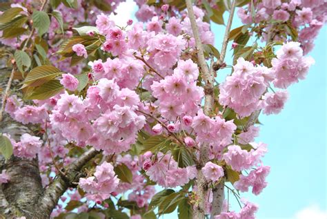 Prunus serrulata 'Kanzan' | Prunus serrulata 'Kanzan' - Van den Berk Nurseries