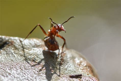 The Powerful Mandibles of Trap-Jaw Ants Capture Prey at Lightning Speed - Owlcation