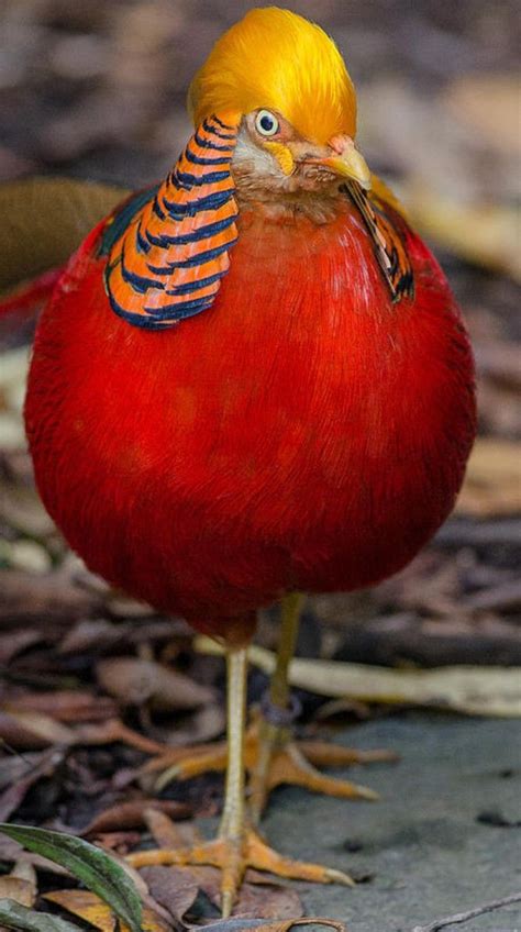 a red bird standing on the ground with its head turned to look like it ...