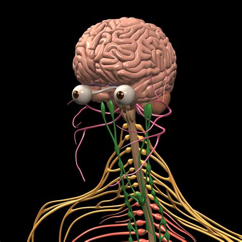 Brain & Nervous System – MotionCow