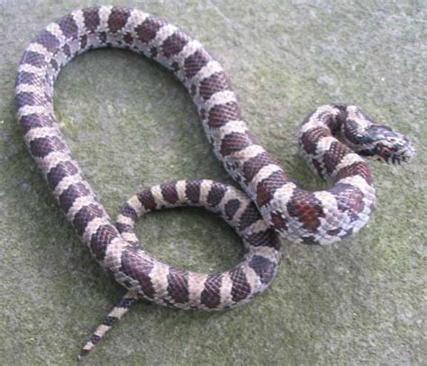 kirtlands snake this milk snake is common to cleveland area