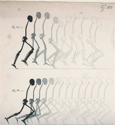 Mechanics of the Human Walking Apparatus, 1836 – Circulating Now from ...