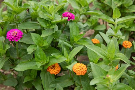 Zinnias: Plant Care & Growing Guide