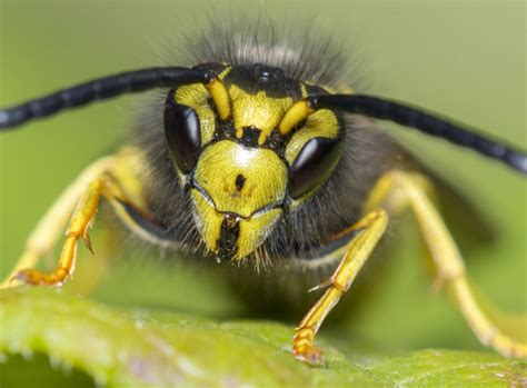 Weird Places For Wasps Nests - http://www.pestcontrolinlondon.co.uk