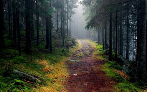 Download Tree Forest Nature Path HD Wallpaper