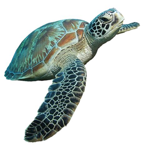 Turtle PNG Download Image | PNG All