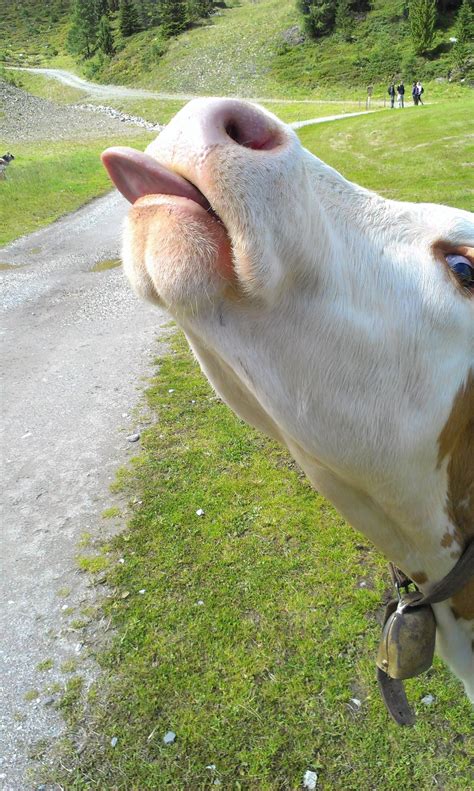 Free photo: Cow showing tongue - Animal, Cow, Farm - Free Download - Jooinn