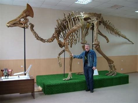 Olorotitan Skeleton | Fósiles de dinosaurios, Animales de la prehistoria, Animales prehistóricos