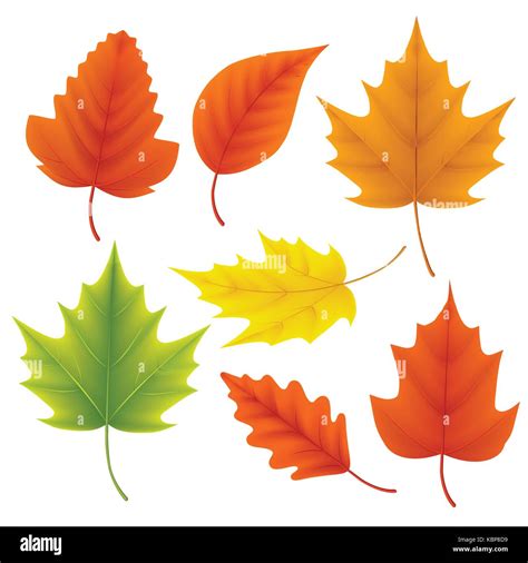 Fall leaves vector set for autumn season and seasonal elements with maple and oak leaf in ...