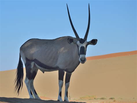 Oryx in The Namib Desert | Oryx, Namib Reserve, Namibia, Aug… | Flickr