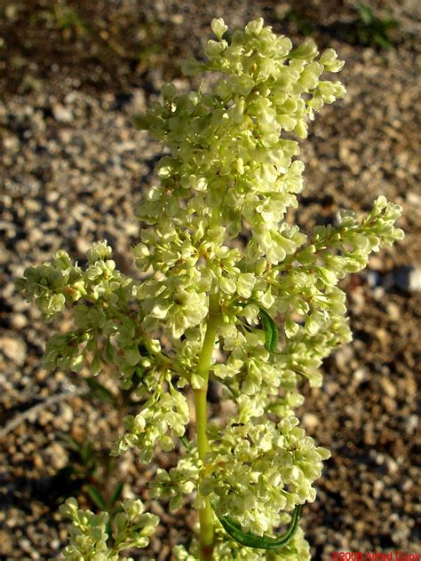 Koenigia alpina (Alpine knotweed) (Aconogonon alpinum)