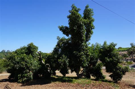 Old Reed avocado trees - Greg Alder's Yard Posts: Southern California food gardening