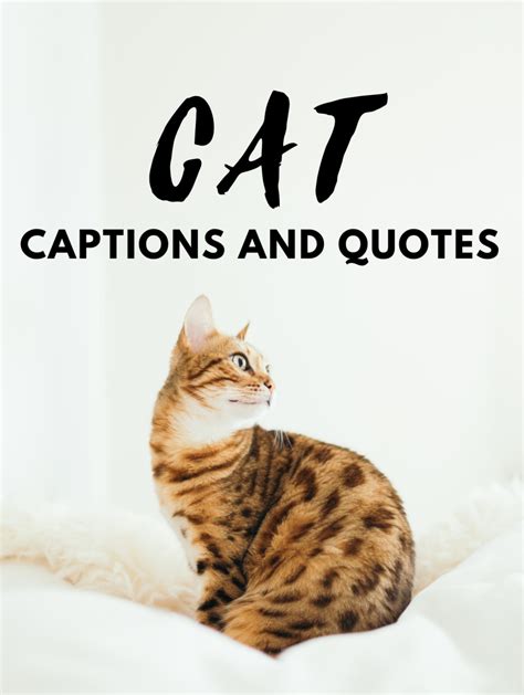 250 Cat Quotes And Caption Ideas For Instagram | turbotech