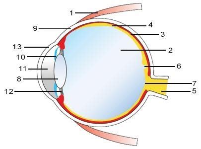 agudo Estribillo Prestigio anatomie van het oog soplo expedición raqueta