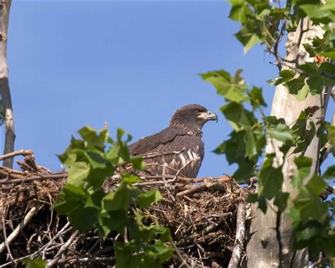 Free picture: eagle, nest, tree, photographed, ground