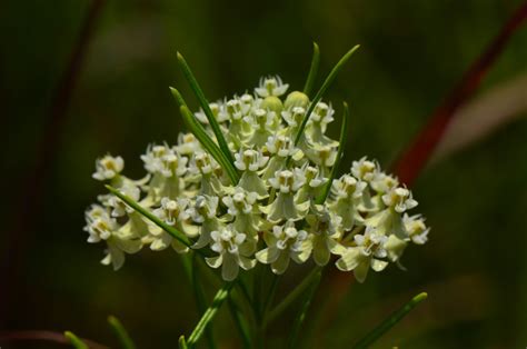 Green Isle Gardens - Florida Native Wildflowers - Green Isle Gardens