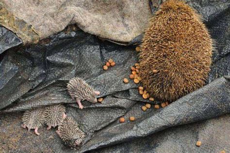 Baby Hedgehogs: What They’re Called, Facts & Pictures