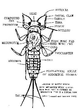 flyfisher.com - Stream Entomology