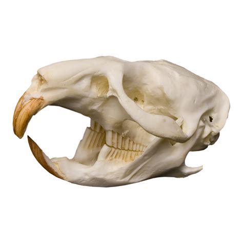 Replica Muskrat Skull For Sale – Skulls Unlimited International, Inc.