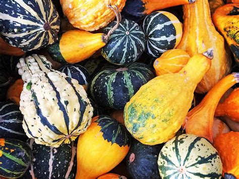 What Are Decorative Gourds – Ornamental Gourd Harvesting For Décor | Gardening Know How