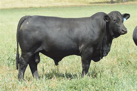 Brangus Bulls for Sale - Belview Brangus Stud - Delungra, Northern NSW