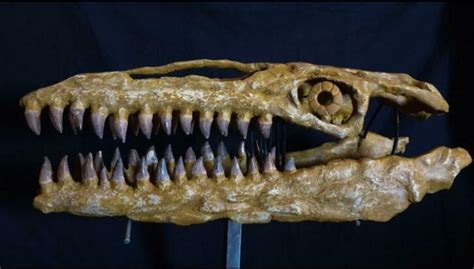 Mosasaurus skull - Is It Real? How to Recognize Fossil Fabrications - The Fossil Forum