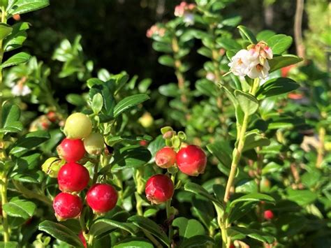 Lingonberry Plants | Burnt Ridge Nursery | Buy Lingonberry Bushes Online