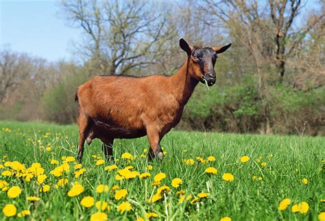 oberhasli - Animal Stock Photos - Kimballstock