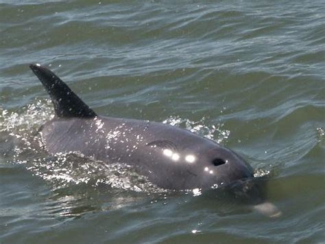 DOLPHIN: Breathing, Sleeping