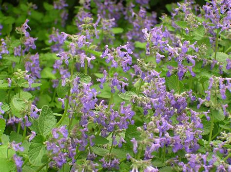 Catmint in bloom | Wild flowers, Herbs, Plants