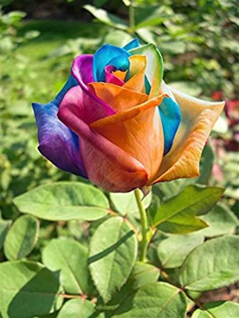 How To Grow Rainbow Roses