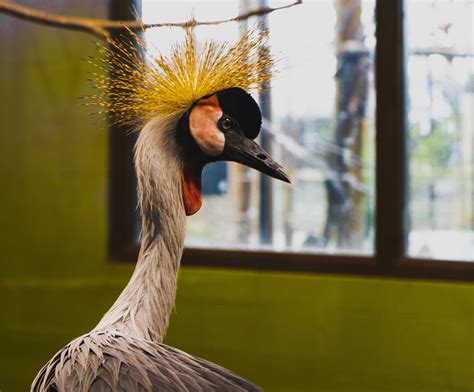 ITAP of this majestic bird at the Boise, Idaho zoo. : r/itookapicture