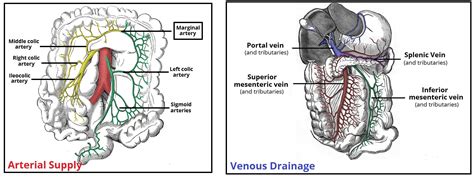 The Colon - Ascending - Transverse - Descending - Sigmoid - TeachMeAnatomy