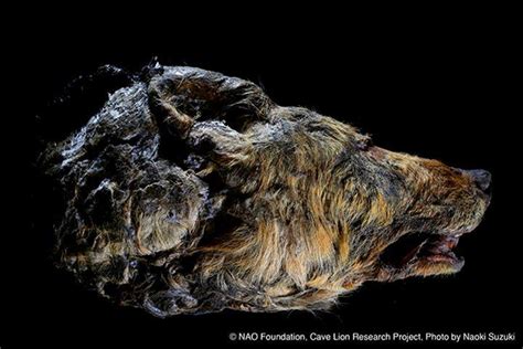 A head of an ice age era wolf, preserved in permafrost : r ...